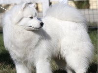 Great Pyrenees thumbnail